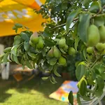 Luna לינה וארוחת בוקר