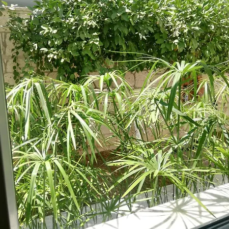 Luna 阿拉恰特