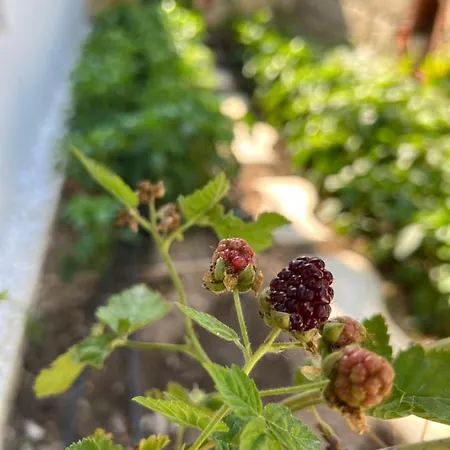 Bed and breakfast Luna 4*