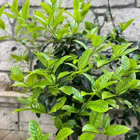 Bed and breakfast Luna 4*