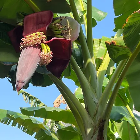 Alojamento de Acomodação e Pequeno-almoço Luna 4*