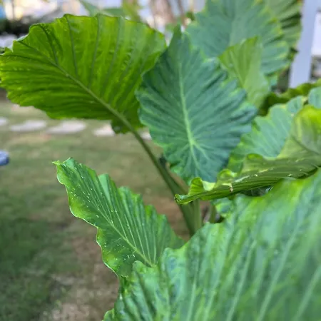 Bed and breakfast Luna