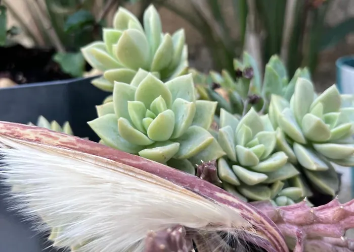 Bed & Breakfast Luna Alaçatı