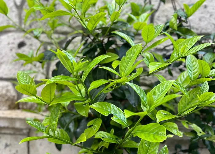 Bed & Breakfast Luna 4*