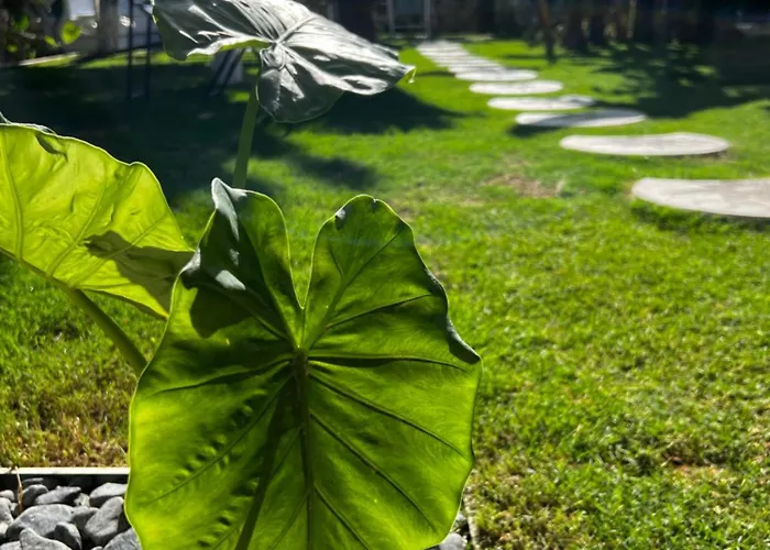 住宿加早餐酒店 Luna 阿拉恰特
